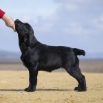 Rafela-female-labrador-retriver-puppy-for-sale-1 (4)
