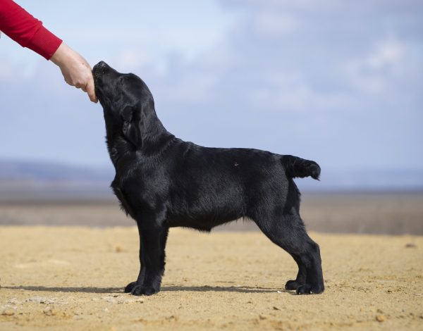 Rafela Labrador Retriever