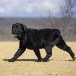 Rafela-female-labrador-retriver-puppy-for-sale-1 (6)