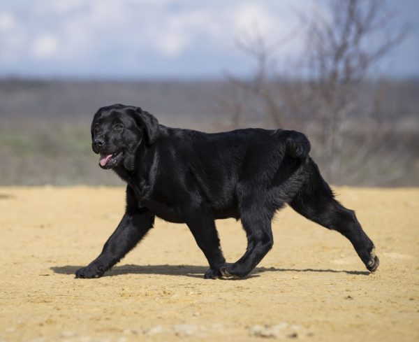 Rafela Labrador Retriever