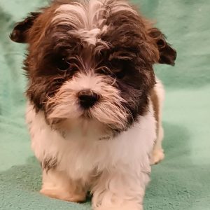 Rams Havanese