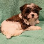 Athos Havanese