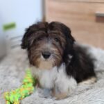 Athos Havanese