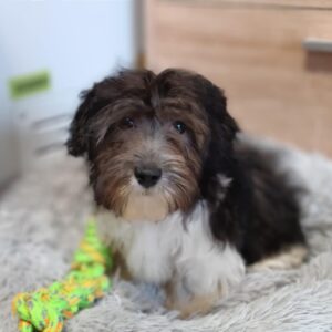 Rams Havanese