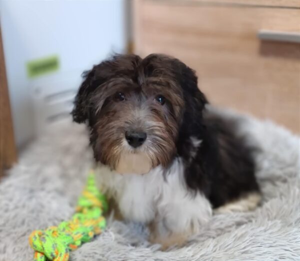 Rams Havanese