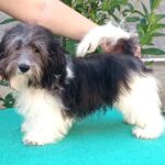 Rimona Havanese