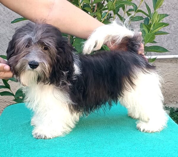 Rams Havanese
