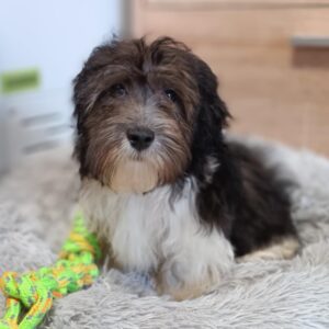 Rams Havanese
