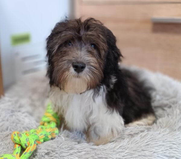 Rams Havanese