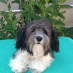Rams-male-havanese-puppy-for-sale- (2)