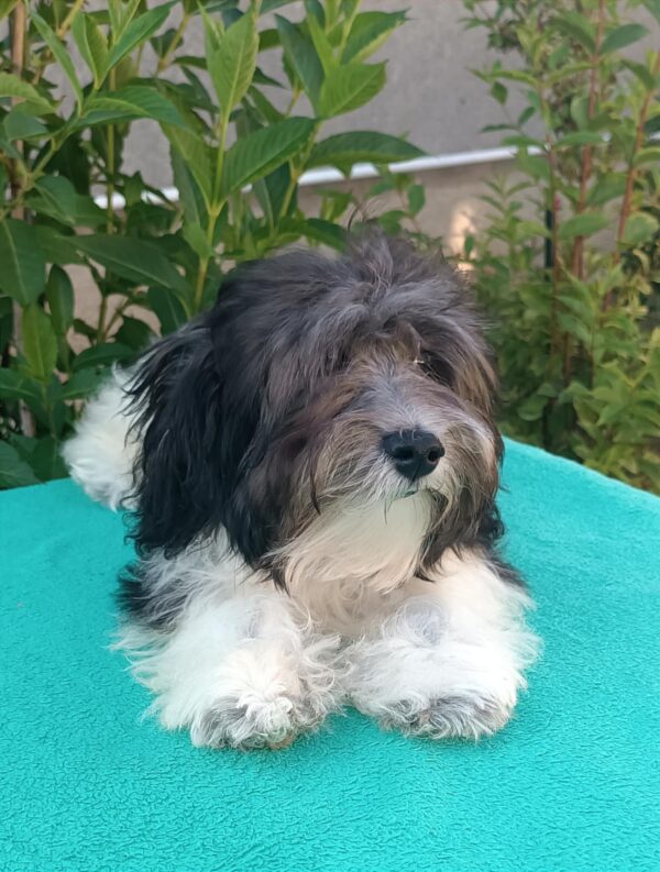 Rams Havanese