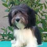 Rams-male-havanese-puppy-for-sale- (4)