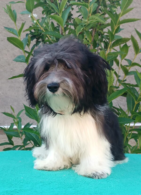 Rams Havanese