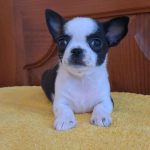 Rang-male-Chihuahua-puppy-for-sale-1