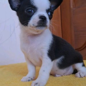 Rang Chihuahua