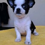 Ilay Chihuahua
