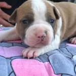Noelle American Staffordshire Terrier