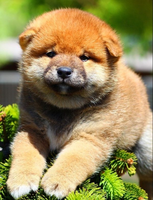 Ricks Shiba Inu