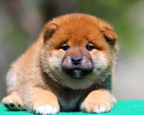 Ricks Shiba Inu
