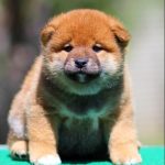 Ricks-male-shiba-inu-puppy-for-sale-1 (3)
