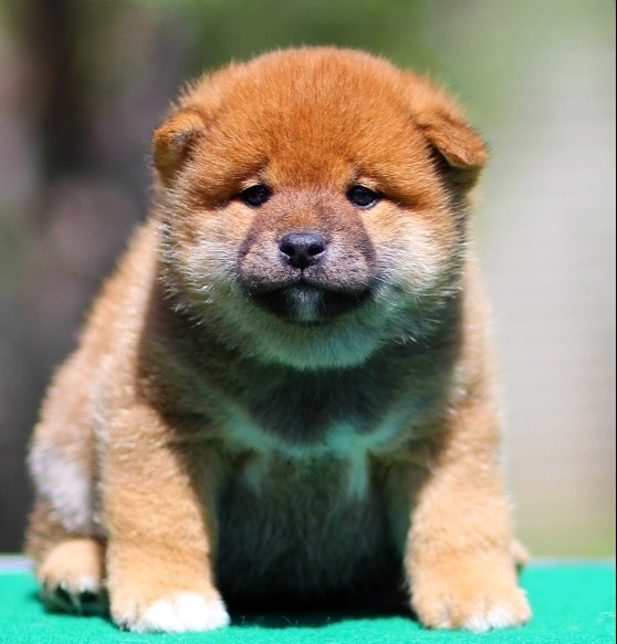 Ricks Shiba Inu
