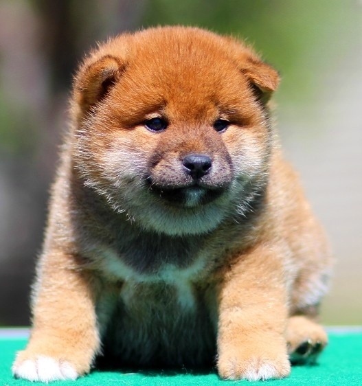 Ricks Shiba Inu