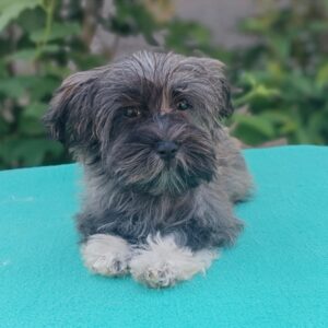 Rimona Havanese