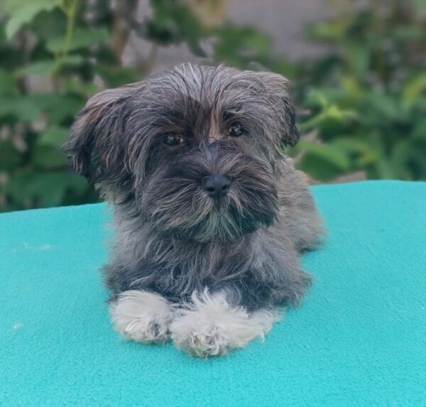Rimona Havanese