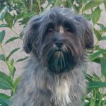 Rimona-female-havanese-puppy-for-sale- (1)