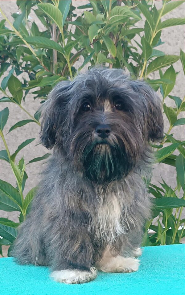 Rimona Havanese