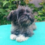 Rimona-female-havanese-puppy-for-sale- (2)