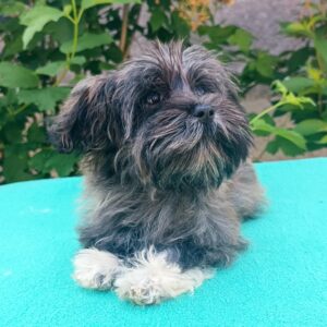 Rimona Havanese