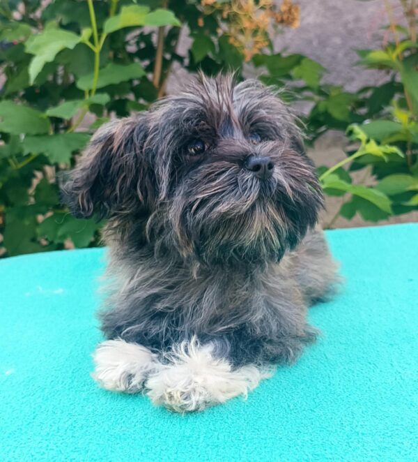 Rimona Havanese