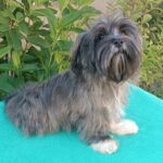 Rimona-female-havanese-puppy-for-sale- (2)
