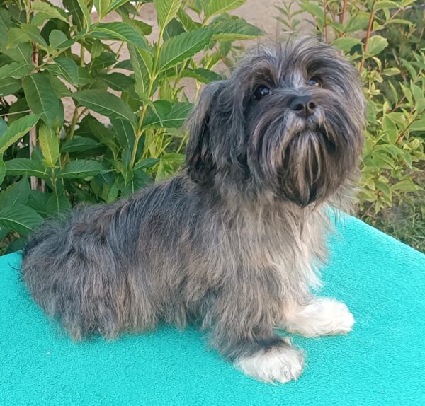 Rimona Havanese
