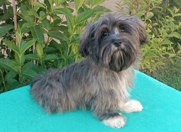 Rimona Havanese