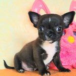 Ritter-male-Chihuahua-puppy-for-sale-1