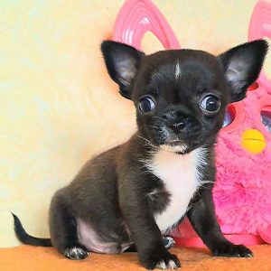 Ritter Chihuahua