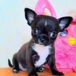 Benny Chihuahua