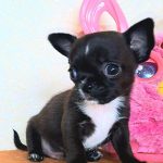 Ritter-male-Chihuahua-puppy-for-sale-3