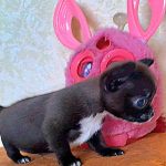 Ritter-male-Chihuahua-puppy-for-sale-4