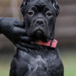 Rodeziya-female-cane-corso-puppy-for-sale-1 (1)