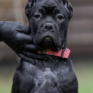 Rodeziya Cane Corso
