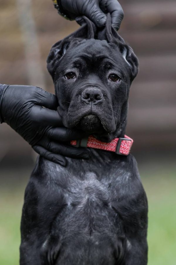 Rodeziya Cane Corso