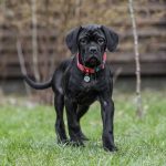 Rodeziya-female-cane-corso-puppy-for-sale-1 (2)
