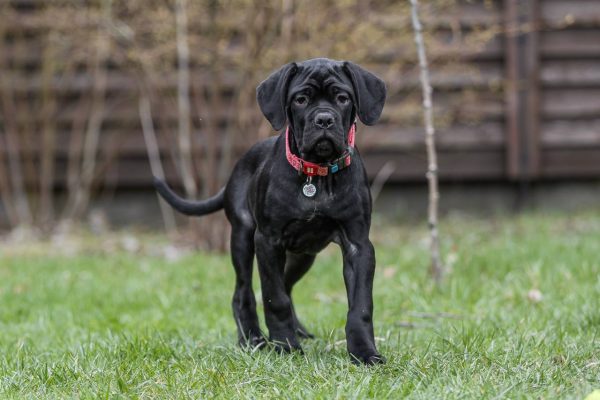 Rodeziya Cane Corso