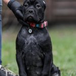 Rodeziya-female-cane-corso-puppy-for-sale-1 (3)