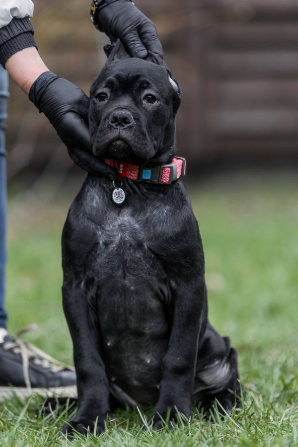 Rodeziya Cane Corso