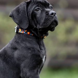 Rodos Cane Corso