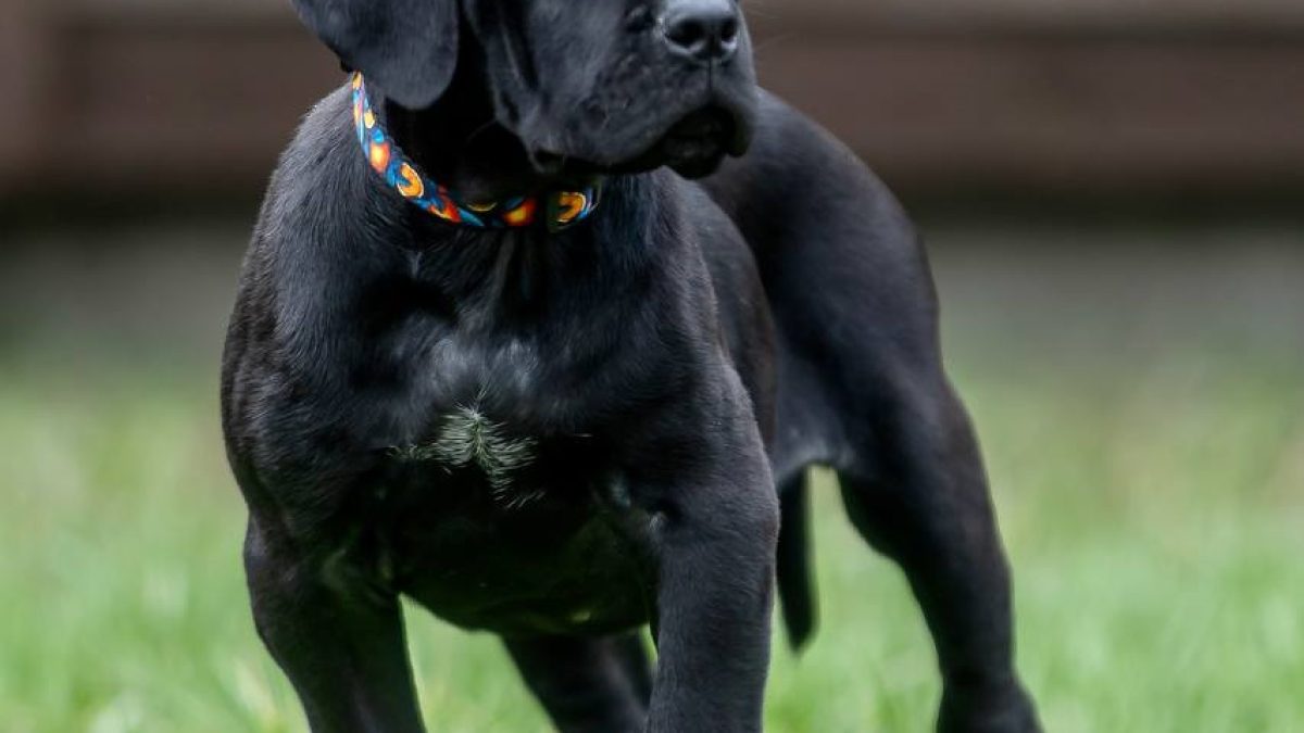 Cane Corso Panther Black Panther King Cane Black Pearl Cane Corso